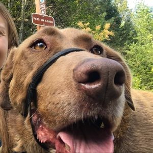 Meet your Posher, Laurel